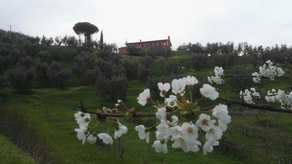 Olivia B&B And Apartment Cantagrillo Dış mekan fotoğraf